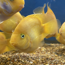 Load image into Gallery viewer, Yellow Ingot Parrot Fish Cichlid (Cichlasoma sp)