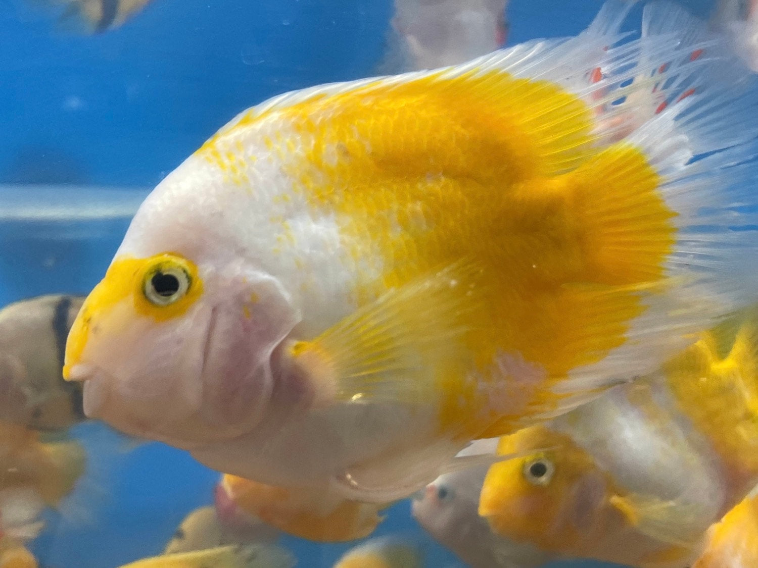 Yellow and White Parrot Cichlid (Cichlasoma sp)