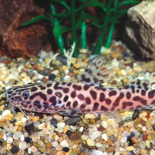Jau Catfish (Zungaro zungaro) – Predatory Fins