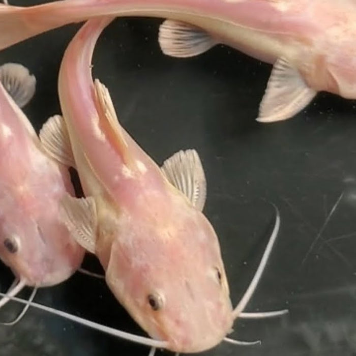 YOU NEVER SEEN SOME OF THESE FISH BEFORE!!!! PHANTOM REDTAIL CATFISH