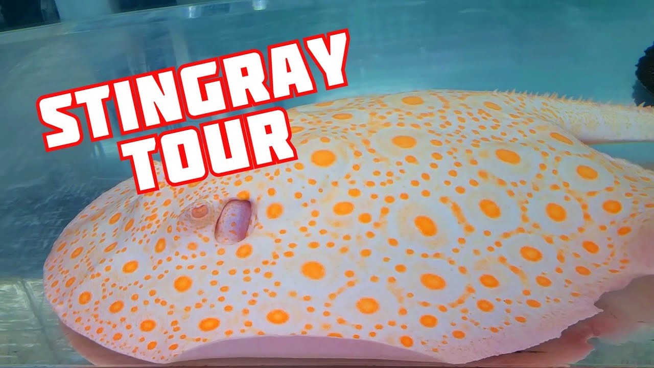 FRESHWATER STINGRAY Breeding Facility Tour - Center for Stingray Biology