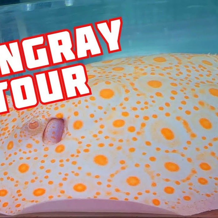 FRESHWATER STINGRAY Breeding Facility Tour - Center for Stingray Biology