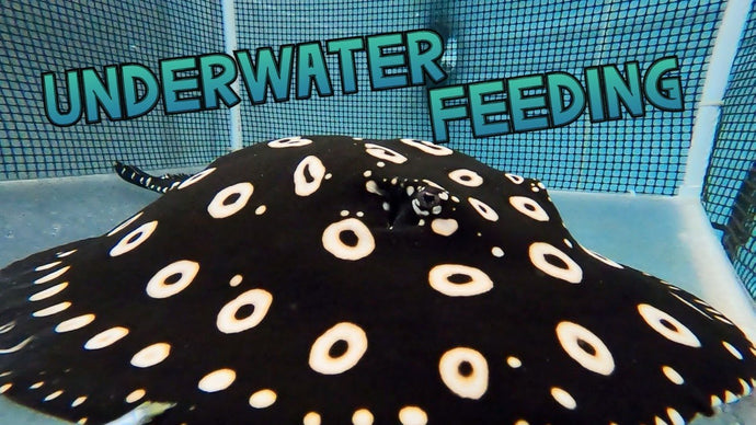 FEEDING my Freshwater STINGRAYs - AMAZING UNDERWATER VIEW