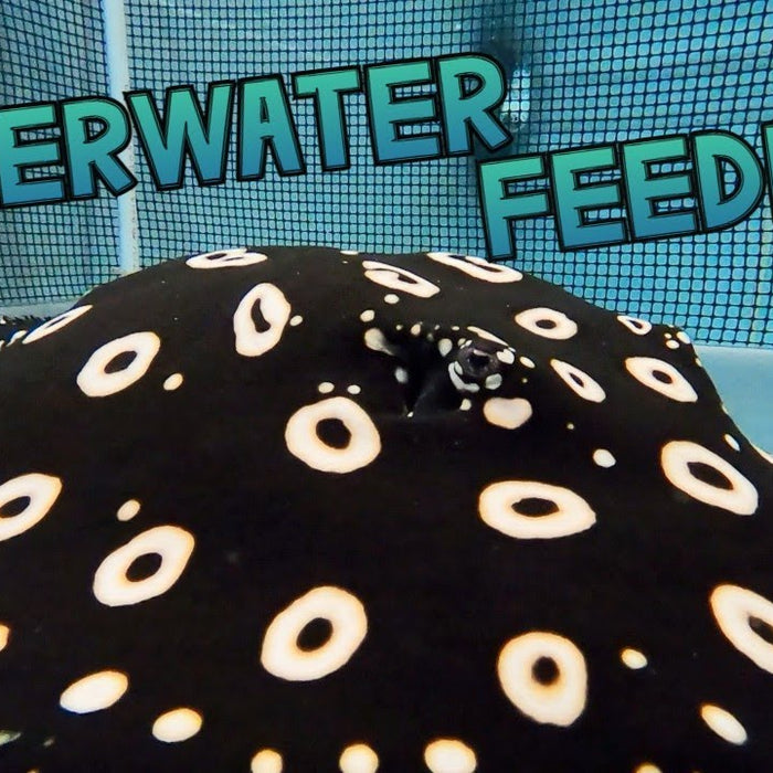 FEEDING my Freshwater STINGRAYs - AMAZING UNDERWATER VIEW