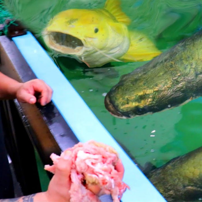 FEEDING OUR MONSTER FISH in the 12,000 GALLON TANK