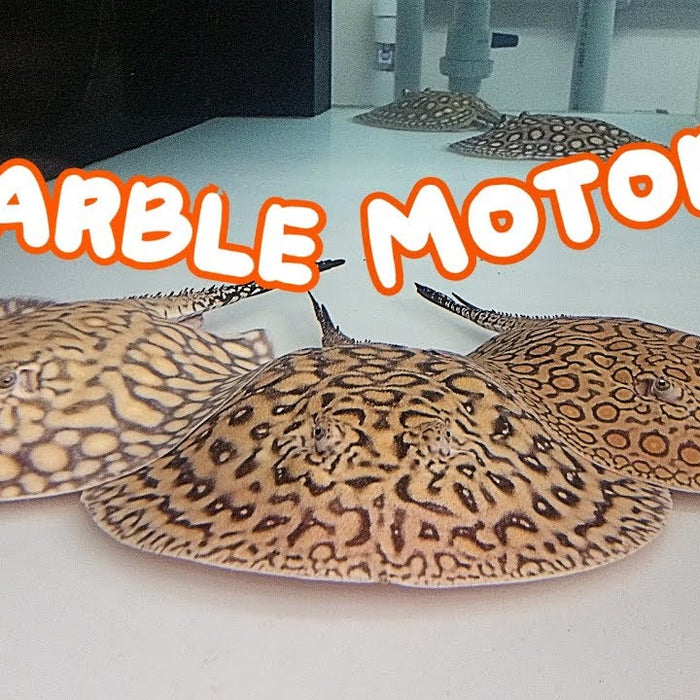 My FAVORITE stingray - Marble Motoros