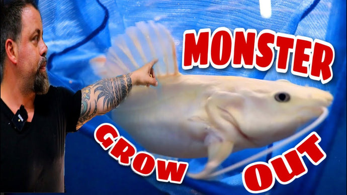 *UNBOXING* LIVE TROPICAL FISH FROM ASIA with some AWESOME MONSTER FISH