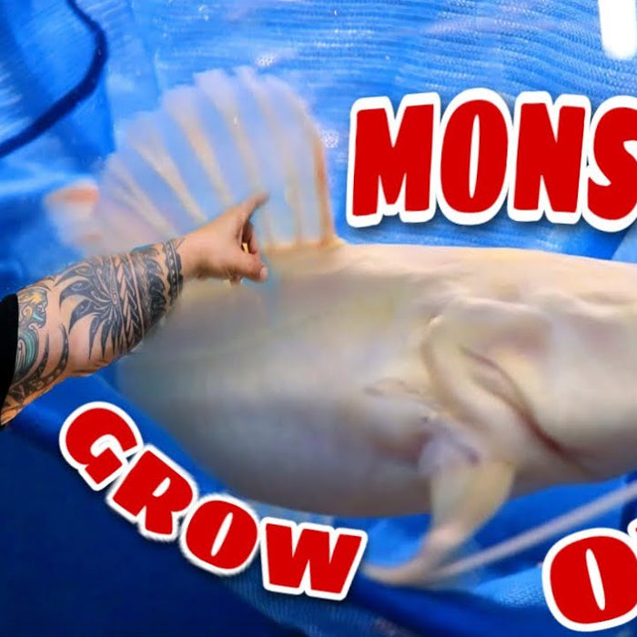 *UNBOXING* LIVE TROPICAL FISH FROM ASIA with some AWESOME MONSTER FISH