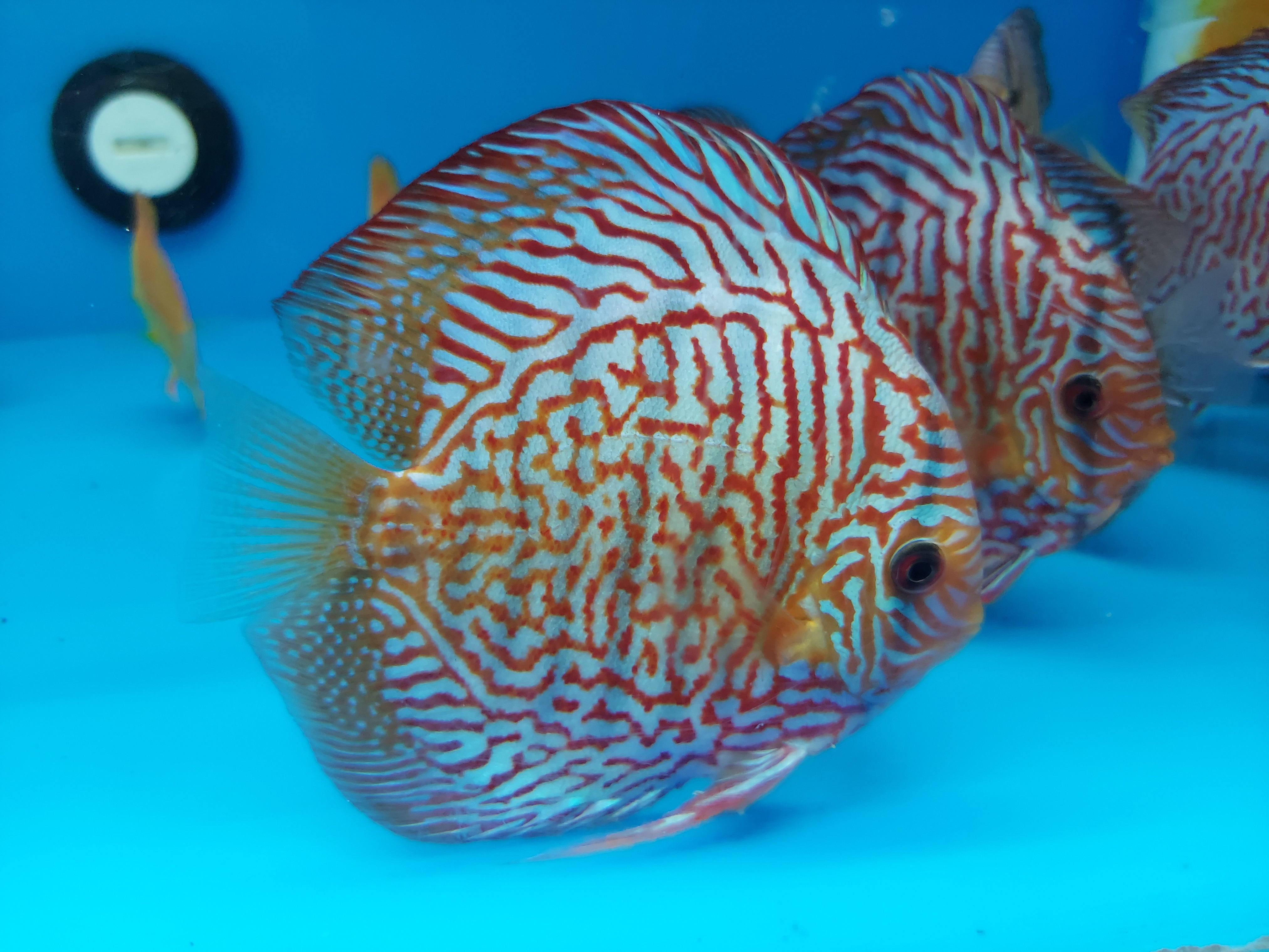 MYLEUS / PACU — Predatory Fins