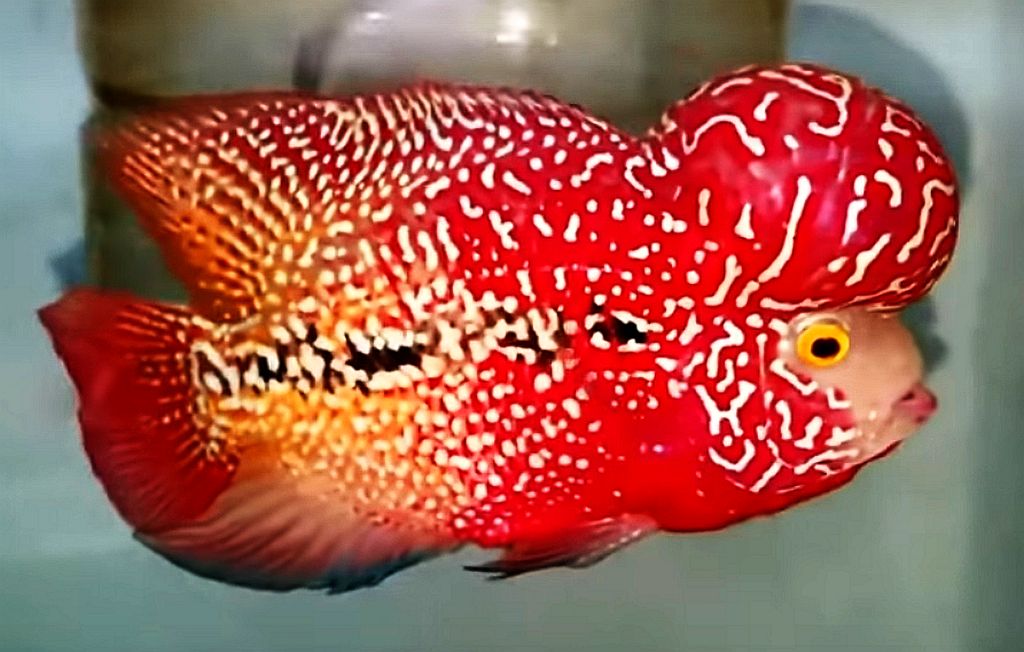 FLOWERHORN