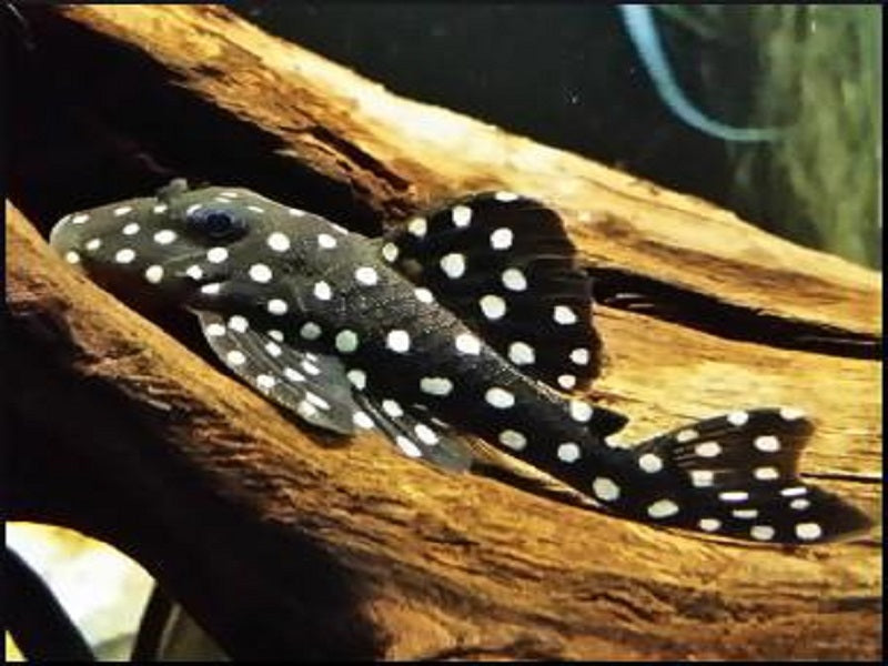 PLECOS
