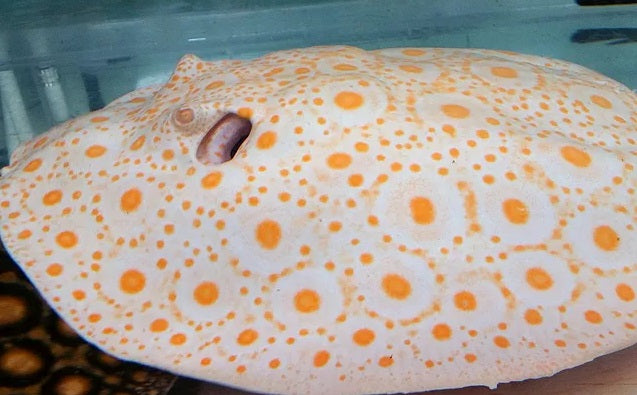 ALBINO / COLOR MORPH