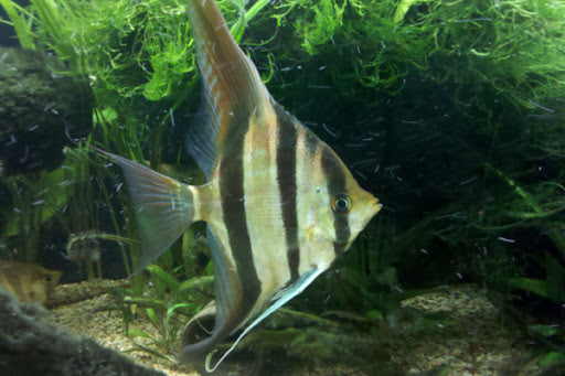 ANGELFISH
