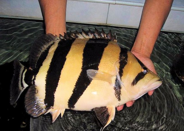 DATNOID – Predatory Fins