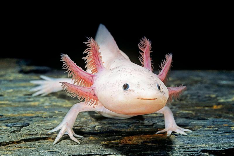 AXOLOTL