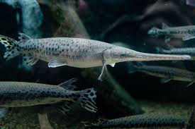 GAR