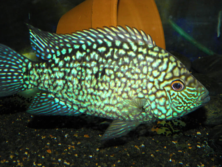 CICHLID