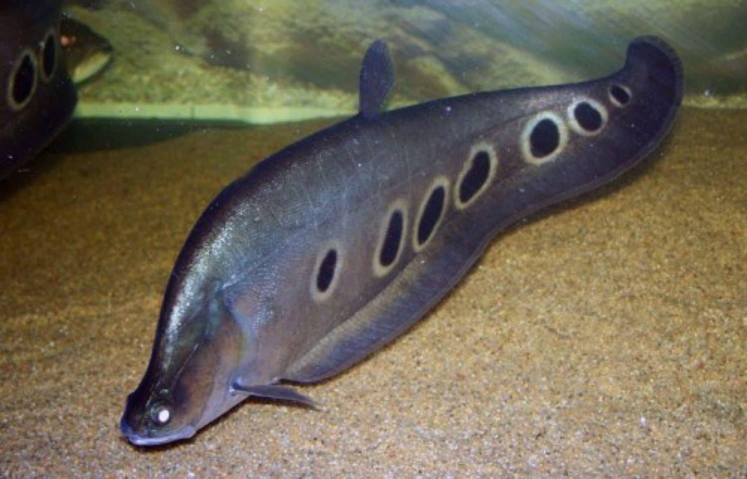 MYLEUS / PACU — Predatory Fins
