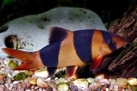 LOACHES