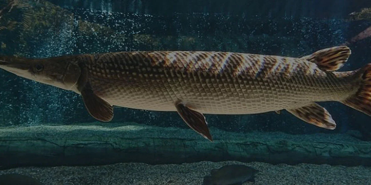 current available stock — Predatory Fins
