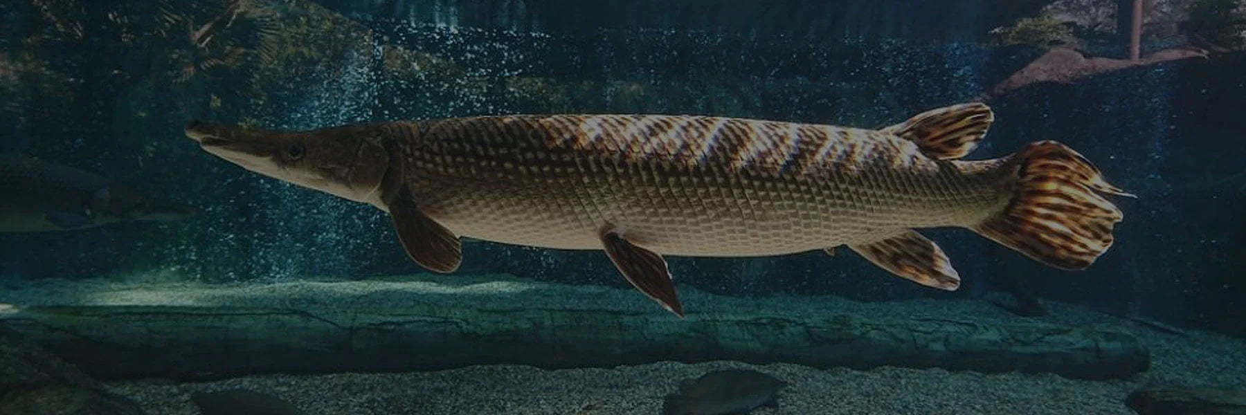 current available stock — Page 3 — Predatory Fins