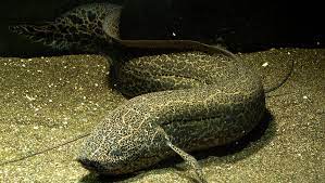 LUNGFISH