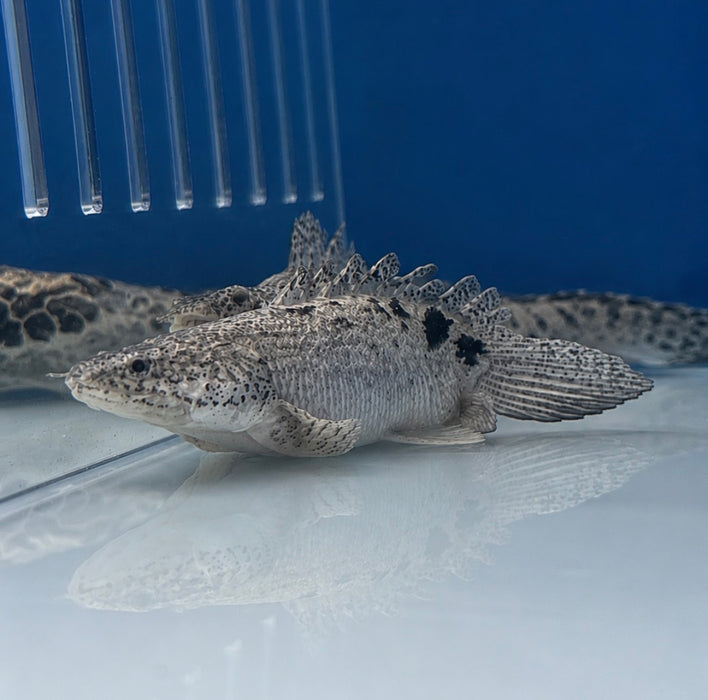 Short-body Delhezi Bichir (AAA Grade) (Polypterus delhezi) (Copy)