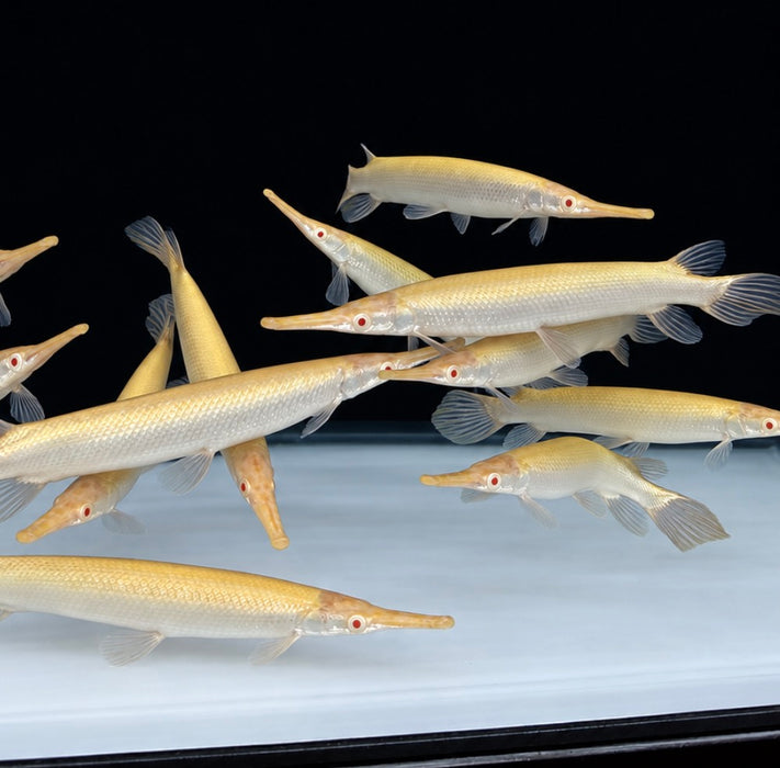 Albino Golden Florida Gar (Lepisosteus platyrhincus)