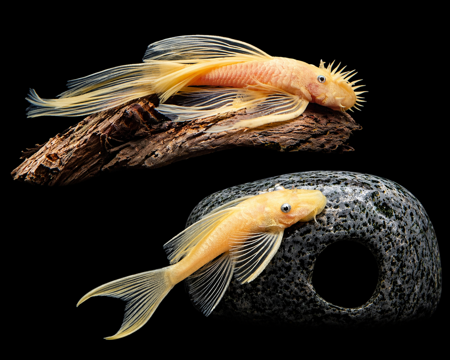 L144 Longfin Blue Eye Lemon Bristlenose Pleco (Ancistrus sp)