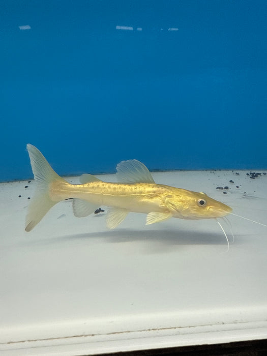 Golden Tiger Shovelnose Redtail Catfish Hybrid