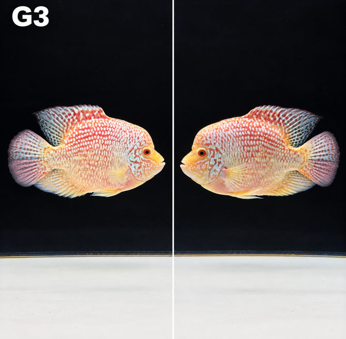 Golden Red Crystal Texas Cichlid