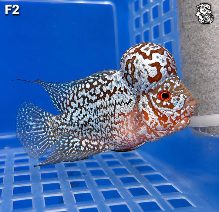 Flowerhorn Cichlid (Vieja sp)