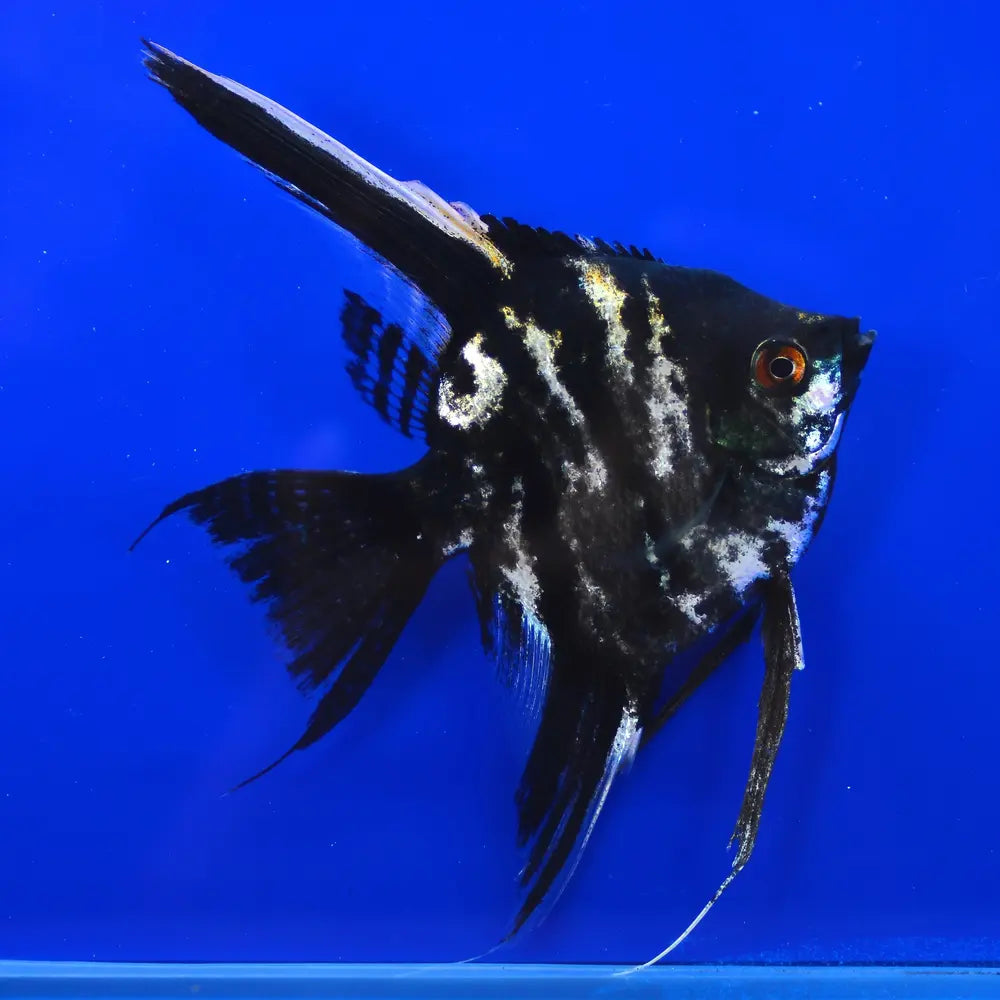 Marble Angelfish (Pterophyllum scalare)