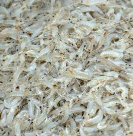 Mini Monsters - Frozen Feeder Ghost Shrimp
8 pack