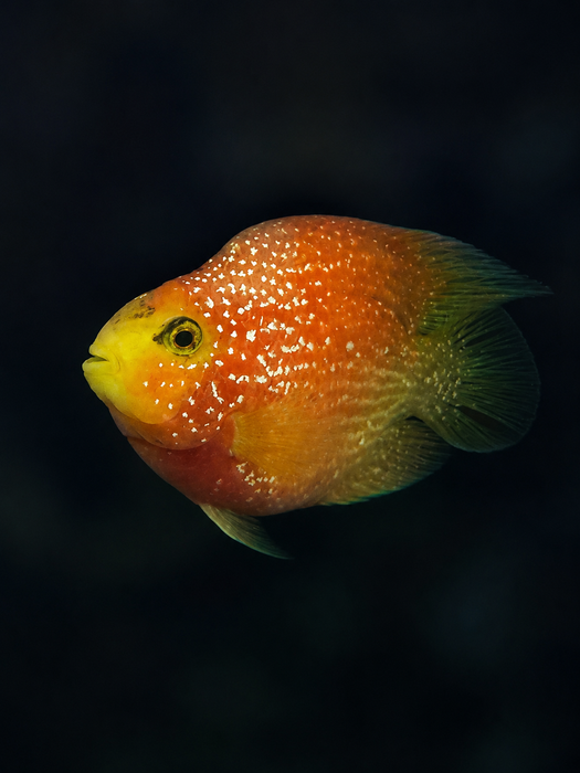Red Crystal Parrot