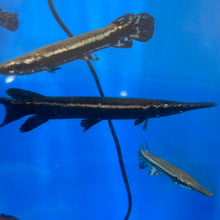 Load image into Gallery viewer, Cuban Gar (Atractosteus tristoechus)
