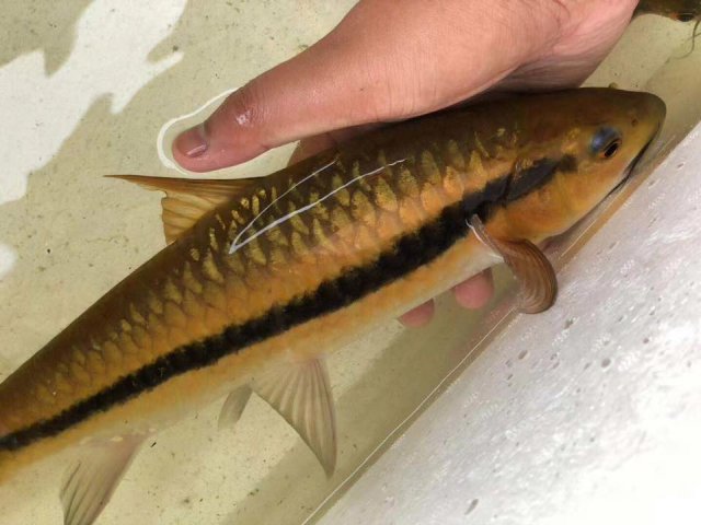 Golden Arrow Mahseer (Neolissochilus benasi)