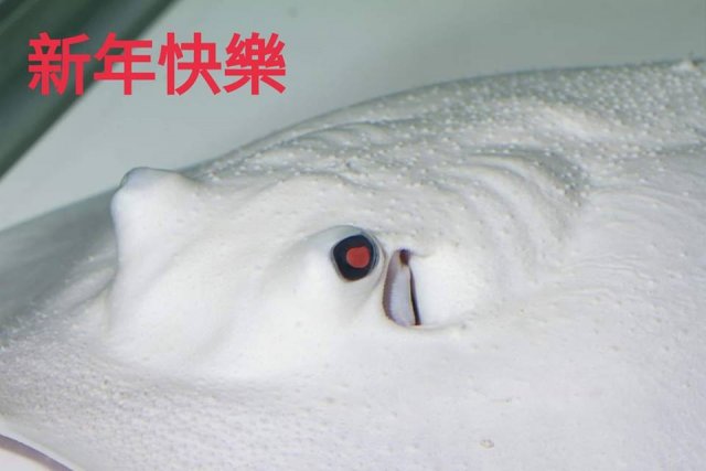 Line Pearl Leucistic Key Freshwater Stingray (Potamotrygon jabuti)