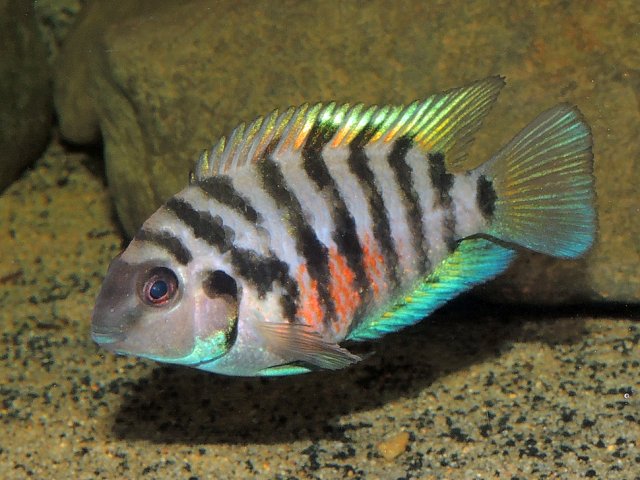 Convict Cichlid (Amatitlania nigrofasciata sp)