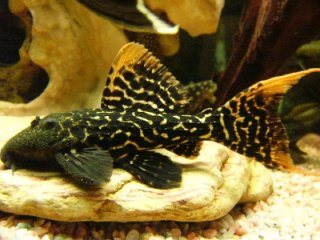L273 Titanic Pleco (Pseudacanthicus sp)