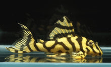 Load image into Gallery viewer, L236 Super Yellow Pleco (Hypancistrus sp)
