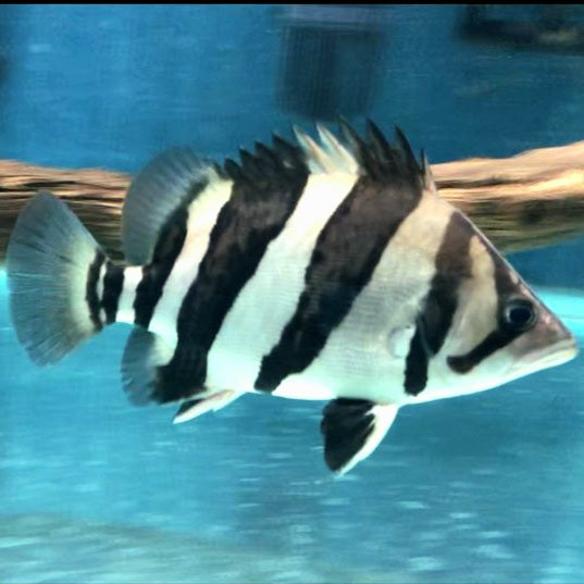 3 Bar Indo Datnoid Tiger Fish (Datnioides microlepis)