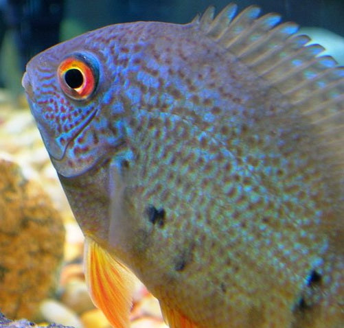 Blue Turquoise Severum (Heros severus)