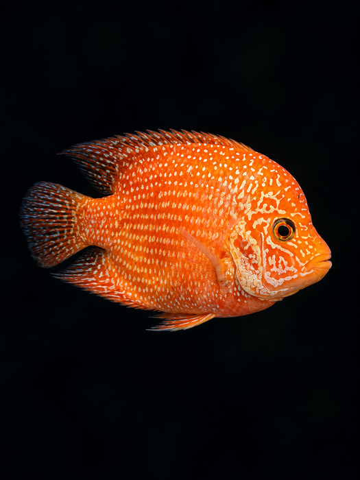 Golden Red Crystal Texas Cichlid