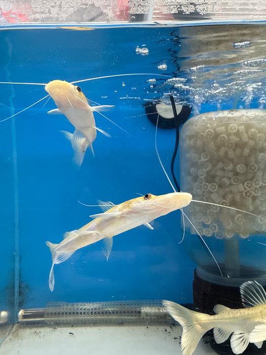 Leucistic Panda Tiger Shovelnose Catfish (Pseudoplatystoma tigrinum)