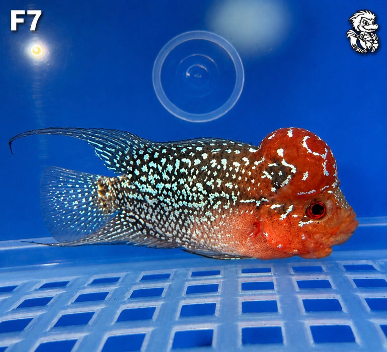 Flowerhorn Cichlid (Vieja sp)