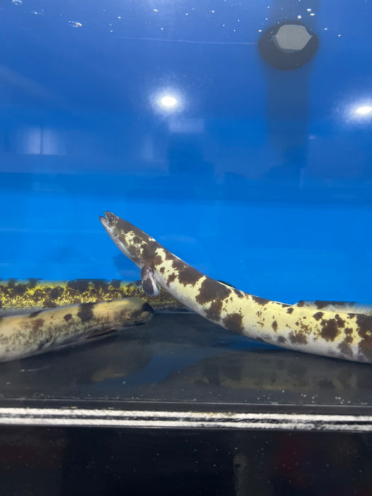 Marbled Luecistic Japanese Eel (Anguilla japonica)