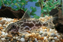 Load image into Gallery viewer, Roberts Squeaker Catfish (Synodontis robertsi)
