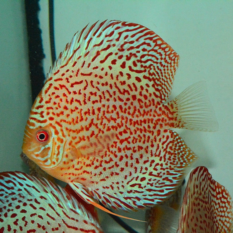 DISCUS — Predatory Fins