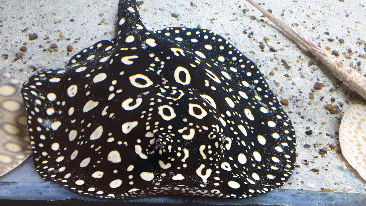 Thousand Island Black Diamond Stingray (Potamotrygon leopoldi)